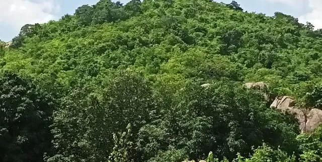 ଘରୋଇ ସଂସ୍ଥାକୁ ଟେକିଦେଲେ ହାତୀବାସିନୀ ପାହାଡ଼