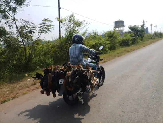 ଏମିତି ଚାଳିଛି ଜୀବେ ଦୟା: କୋରାପୁଟ ଜିଲ୍ଲାରେ ବାଇକ୍‌ ପଛରେ ବାନ୍ଧି ୫୦ରୁ ଉର୍ଦ୍ଧ୍ଵ ଦେଶୀ କୁକୁଡ଼ା ନେଉଛନ୍ତି ଯୁବକ