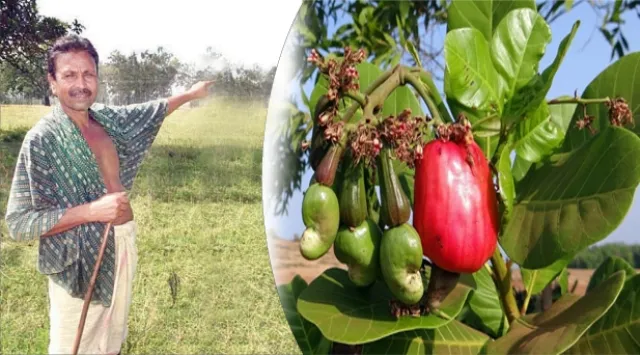 ମୃତ୍ତିକା ଓ ଜଳ ସଂରକ୍ଷଣ ବିଭାଗରେ ଦୁର୍ନୀତି ଜଳଜଳ : ୩୬୦୦ କାଜୁ ଗଛ ଉଭାନ