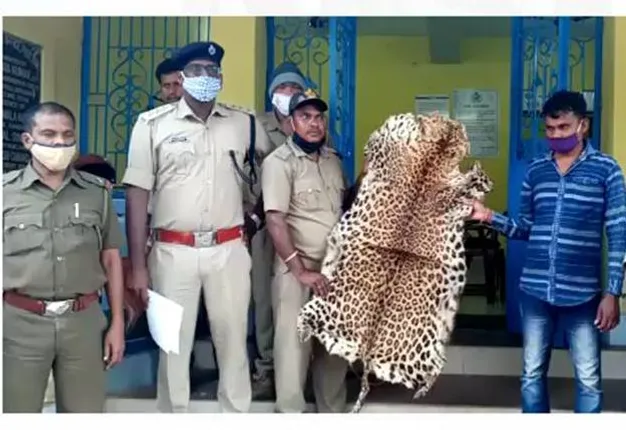 କନ୍ଧମାଳରୁ ବାଘ ଛାଲ ଜବତ, ଅଟକ ଯୁବକର ଓଡ଼ିଶା ବାହାରେ ଲିଙ୍କ୍‌ ଥିବା ସନ୍ଦେହ