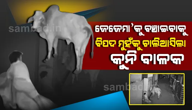 ନିଆରା ଭଲପାଇବା : ଜୀବନକୁ ବାଜି ଲଗାଇ ଜେଜେମାଆକୁ ବଞ୍ଚାଇଲା ନାତି