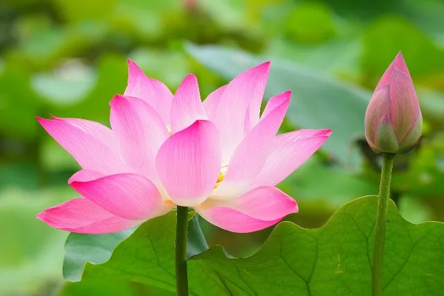 କଥା-ଫରୁଆ : ‘ଖତ ଗଦାରେ ପଦ୍ମ’