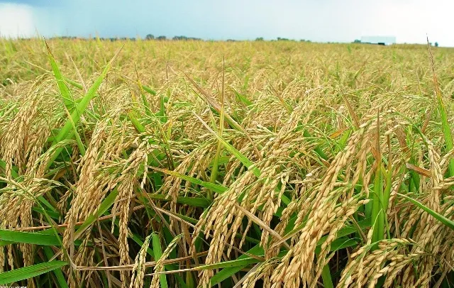 ଧାନ ଓ ଅଣଧାନ ଫସଲ ୨୨୩ ଲକ୍ଷ ମେଟ୍ରିକ୍‌ ଟନ୍‌ ଛୁଇଁବ