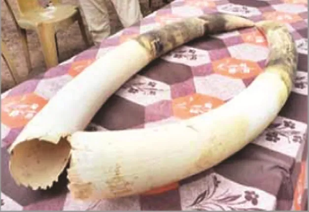 ଦାନ୍ତ ପାଇଁ ଦନ୍ତା ହତ୍ୟା ଘଟଣା : ଜଙ୍ଗଲରୁ ଦାନ୍ତ ଉଦ୍ଧାର, ପୁଣି ୨ ଗିରଫ