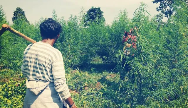 କନ୍ଧମାଳରେ ଗଂଜେଇ ଚାଷ ନିର୍ମୂଳ ଅଭିଯାନ ଆରମ୍ଭ