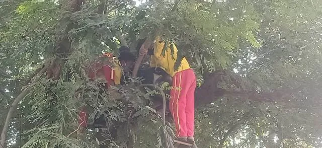 ଗଛରୁ ଡେଇଁ ବେପାରୀଙ୍କ ଆତ୍ମହତ୍ୟା ଉଦ୍ୟମ, ଦୁଇ ଘଣ୍ଟା ପରେ ଉଦ୍ଧାର କଲେ ଅଗ୍ନିଶମ କର୍ମଚାରୀ