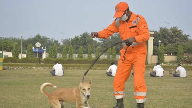 ତଲାସ ଏବଂ ଉଦ୍ଧାର କାର୍ଯ୍ୟ ନିମନ୍ତେ ବୁଲା କୁକୁରମାନଙ୍କୁ ତାଲିମ୍ ଦେଉଛି ‘ଏନ୍‌ଡିଆର୍‌ଏଫ୍’