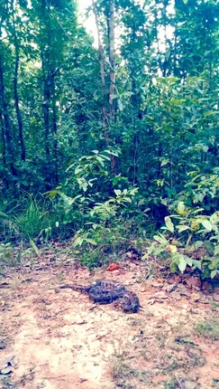 ରାନେକେଲାରୁ ୧୦ଫୁଟ ଲମ୍ବ ୧୫ କେଜି ଓଜନର ଅଜଗର ସାପ ଉଦ୍ଧାର