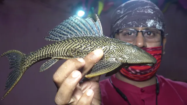 ଚାନ୍ଦବାଲିରେ ବିରଳ ପ୍ରଜାତିର ବିଷାକ୍ତ ମାଛ 'କ୍ୟାଟ ଫିସ୍ '
