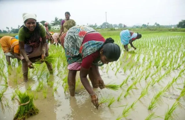 ଗ୍ରାମୀଣ ମହିଳାଙ୍କ ଜୀବିକା