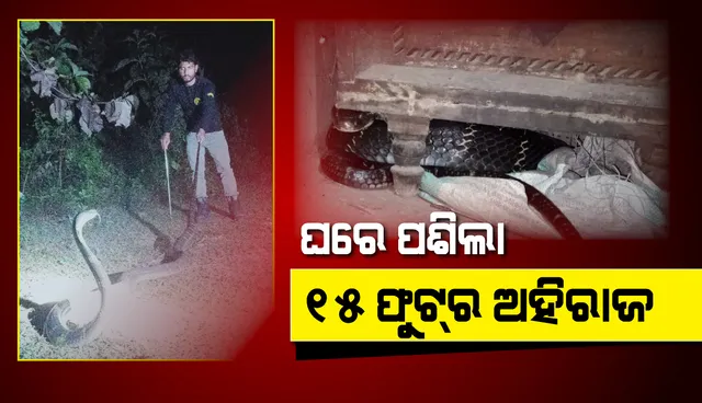 ହିନ୍ଦୋଳ : ଘରେ ପଶିଲା ୧୫ଫୁଟର ଅହିରାଜ