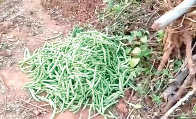 କମିଛି କତିଙ୍ଗିଆ ବିନ୍‌ସ ଉତ୍ପାଦନ: ଚାଷ ଆରମ୍ଭରୁ ଦାଉ ସାଧିଥିଲା କରୋନା ଓ ଅଦିନିଆ ବର୍ଷା