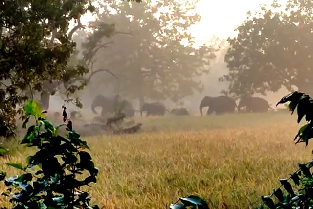 ରେଢ଼ାଖୋଲ ବନଖଣ୍ଡରେ ଅଭାବନୀୟ ଦୃଶ୍ୟ: ହାତୀ ମଣିଷ ଗୋଡ଼ାଗୋଡ଼ି, ଭୟରେ ଆସିଲେନି ବନ କର୍ମଚାରୀ