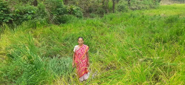 ହାତୀ ସାଙ୍ଗକୁ ବାରହା ଓ ମାଙ୍କଡ ଆତଙ୍କ; ଚାଷୀ ହତାଶ