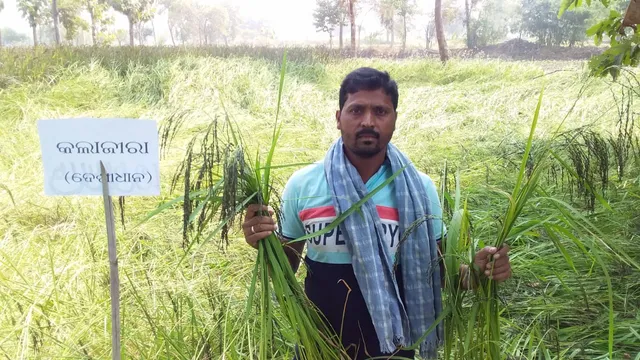 ଜୈବିିିକ ସାର ଓ ପାରମ୍ପରିକ ପଦ୍ଧତିରେ ଦେଶୀ ଧାନ ଚାଷ କରି ସଫଳତା ସାଉଁଟିଲେ ବରଗଡ଼ର ଯୁୁୁବ ଚାଷୀ ଦୁଷ୍ମନ୍ତ