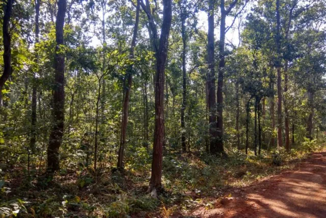 ବଲାଙ୍ଗୀରର ବନବିଭାଗରେ ଚାଲିଛି ବଡ଼ ଖେଳ, ‘ଅଭୟକାନ୍ତ’ମାନଙ୍କୁ ଘାରିଛି ଭିଜିଲାନ୍ସ ଭୟ!