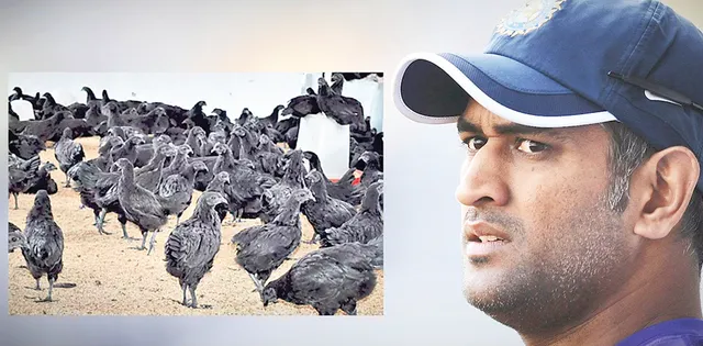 ଧୋନିଙ୍କ କଳା କୁକୁଡା ଚାଷ