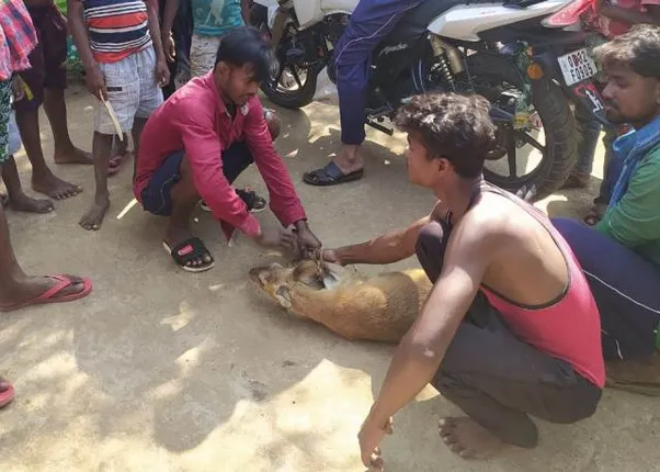 ଖାରିଗୁଡା ଗ୍ରାମରୁ ଜଙ୍ଗଲୀ କୁଟରା ଉଦ୍ଧାର