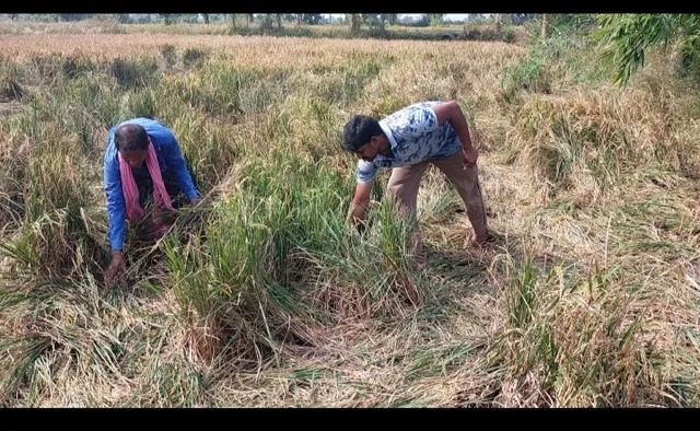 ଚାଷୀଙ୍କ ବ୍ୟାପକ ଫସଲ ନଷ୍ଟ କଲେ ହାତୀପଲ, ସ୍ଥାନୀୟ ବାସିନ୍ଦା ଭୟଭୀତ