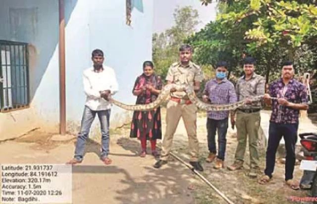 ବାଗଡ଼ିହି ନିକଟରୁ ୮ ଫୁଟର ଅଜଗର ଉଦ୍ଧାର