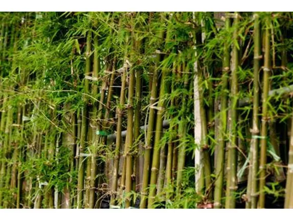 ଗୋଷ୍ଠୀ ଜଙ୍ଗଲରୁ ବାଉଁଶ ବିକ୍ରି ଶୁଭାରମ୍ଭ, ବନ ବିଭାଗ ଦେଉନି ଟ୍ରାନଜିଟ୍ ପର୍‌ମିଟ୍ 