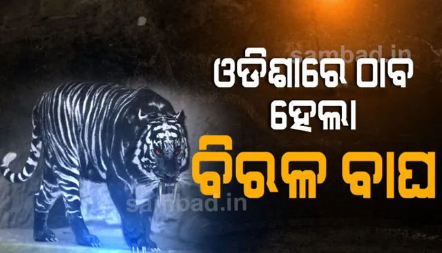 ଓଡ଼ିଶା ଜଙ୍ଗଲରେ ବିରଳ ପ୍ରଜାତିର ବାଘ, ୭ରୁ ୮ଟି ଥିବା ସନ୍ଦେହ କରାଯାଉଛି