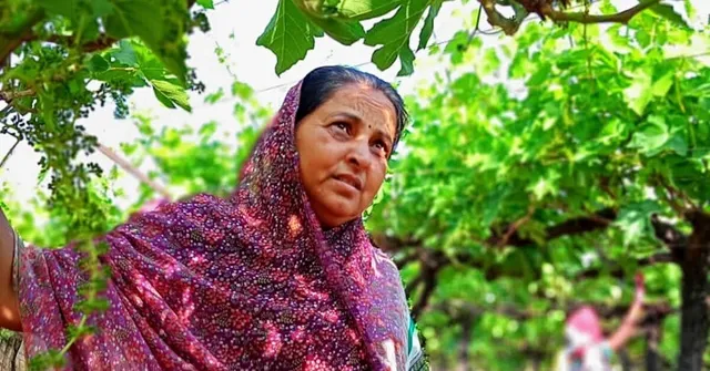 ଅଙ୍ଗୁର ଚାଷ କରି ନିଜ ମୃତ ସ୍ବାମୀଙ୍କ ଉପରେ ଥିବା ୩୦ ଲକ୍ଷ ଟଙ୍କାର ଋଣ ଶୁଝିଲେ ପତ୍ନୀ