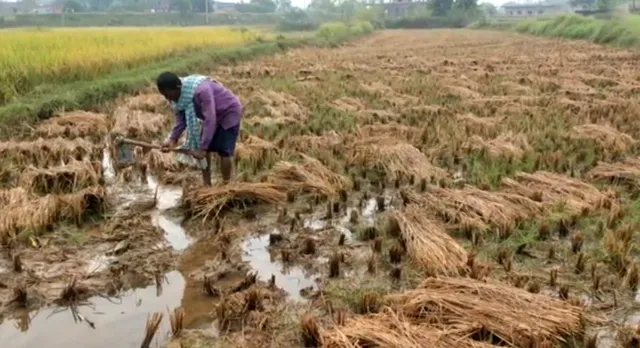 ବିଲରେ ପଡ଼ିଛି କଟା ଧାନ:ଦାଉ ସାଜିଲା ଅଦିନିଆ ବର୍ଷା, ଚିନ୍ତାରେ ଚାଷୀ
