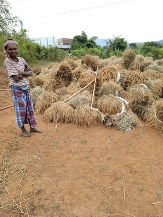ଚାଷୀମୁଣ୍ତ ଉପରେ କୋହଲା ପାଗ ଚଡକ: ଖୋଲୁନି ମଣ୍ଡି, ବିକ୍ରି ହେଉନି ଧାନ