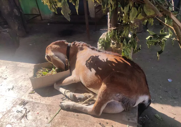 ସରିଲା ଧର୍ମମାସ, ରାତି ପାହିଲେ ଜମିବ ଛାଡଖାଇ