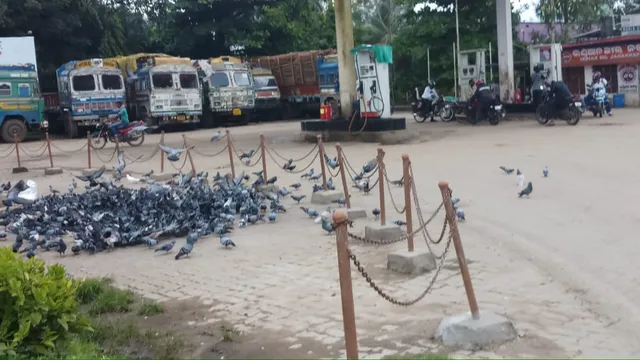 କପୋତ ପ୍ରେମ: ପ୍ରତିଦିନ ଏକ ହଜାରରୁ ଉର୍ଦ୍ଧ୍ଵ ପାରାଙ୍କୁ ଖାଦ୍ୟ ଦେଉଛନ୍ତି ଅବକାରୀ ବିଭାଗର ଅବସରପ୍ରାପ୍ତ ଡେପୁଟି କମିସନର