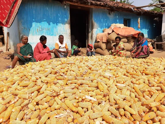 ମକାର ବଜାର ବ୍ୟବସ୍ଥା ନାହିଁ, ନୂଆପଡ଼ାର ଚାଷୀ ଅଭାବୀ ବିକ୍ରିର ଶିକାର