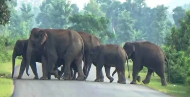 ବର୍ଷ ତମାମ କଲବଲ କରୁଛନ୍ତି ଆନ୍ଧ୍ର-କଳାହାଣ୍ଡି-କନ୍ଧମାଳ ହାତୀ