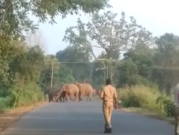ଆନ୍ଧ୍ର ସୀମାନ୍ତରେ ହାତୀପଲ, ବନ ବିଭାଗ ସଜାଗ; ସପ୍ତାହେ ହେଲା ଚକ୍କର୍ କାଟୁଛନ୍ତି