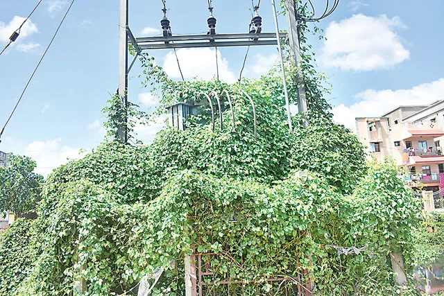 ଅସଜଡ଼ା ଭିତ୍ତିଭୂମି : ବଣୁଆ ଲତାରେ ଲୁଚିଗଲାଣି ଟ୍ରାନ୍ସଫର୍ମର