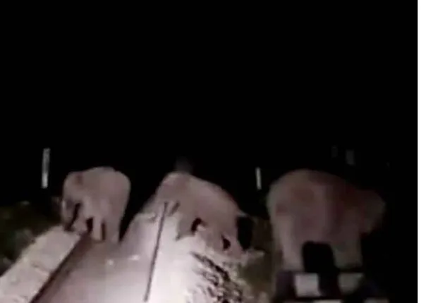 ରାତିରେ ରେଳ ଧାରଣାକୁ ଚାଲି ଆସିଲେ ହାତୀ; ଲୋକୋପାଇଲଟ ଉପସ୍ଥିତ ବୁଦ୍ଧି ଖଟାଇ ବଞ୍ଚାଇଲେ ଜୀବନ