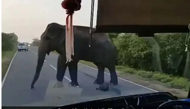 ବସକୁ ଅଟକାଇ ଜୋରଜବରଦସ୍ତ କଦଳୀ ଫେଣା ଖାଉଥିବା ହାତୀର ଭିଡିଓ ଭାଇରାଲ