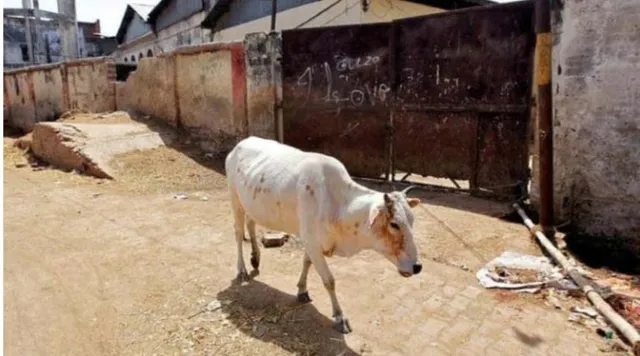 ବାଣ ମିଶା ଖାଦ୍ୟ ଖାଇ ଲହୁଲୁହାଣ ହେଲା ଗାଈ