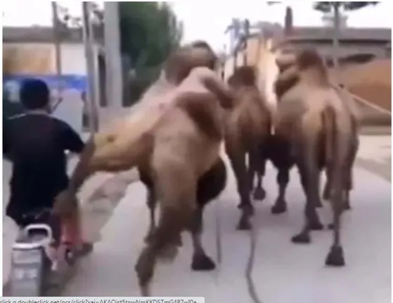 ଭୁଲ ପାର୍ଶ୍ବରେ ଓଭର ଟେକ କରୁଥିବା ବ୍ୟକ୍ତିଙ୍କୁ ଓଟ ମାରିଲା ଗୋଇଠା: ଦେଖନ୍ତୁ ଭିଡିଓ