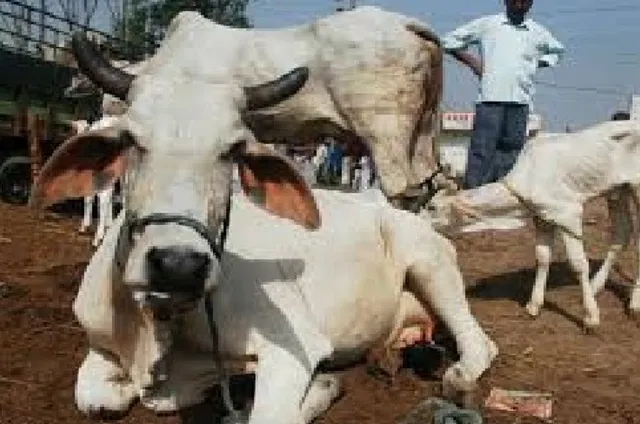 ଆଳି: ଆହତ ଗୋରୁଙ୍କ ପାଇଁ ଦେବଦୂତ ସାଜିଲେ ସ୍ଥାନୀୟ ଯୁବକ