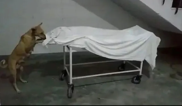 ଅବହେଳାର ଚିତ୍ର: ହସପିଟାଲ ବାହାରେ ପଡ଼ିଥିବା ନାବାଳିକା ମୃତଦେହ ଉପରୁ ଧଳା କପଡ଼ା କାଢ଼ି କାମୁଡ଼ିବା ପାଇଁ ଚେଷ୍ଟା କରୁଛି କୁକୁର