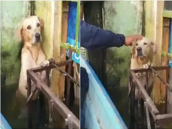 ଭାଇରାଲ୍‌ ହେଲା ବନ୍ୟାରେ ଜଳବନ୍ଦୀ ଅବସ୍ଥାରୁ ଉଦ୍ଧାର ପାଇବାକୁ ବ୍ୟାକୁଳ ହେଉଥିବା କୁକୁରର ଭିଡିଓ