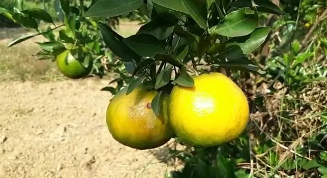 ଜାମମାଲରେ କମଳା ଚାଷ କରି ଉଦାହରଣ ସୃଷ୍ଟି କଲେ ଚାଷୀ, ନାଗପୁର ପରି ଫଳୁଛି ପ୍ରଚୁର କମଳା