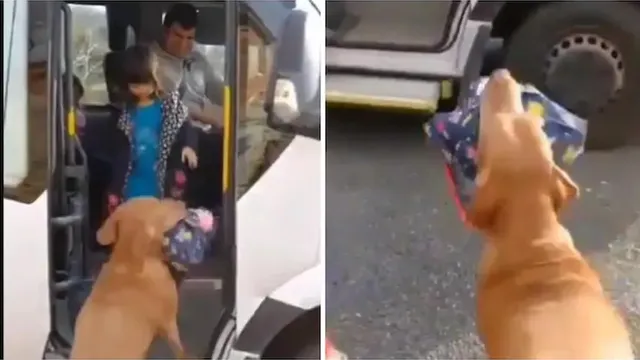 ପୁଣି ଥରେ ପ୍ରମାଣିତ ହେଲା, କୁକୁର ପରି ବିଶ୍ବାସୀ ଜୀବ ସଂସାରରେ ନାହିଁ; ଦେଖନ୍ତୁ ଏହି ଭିଡିଓ