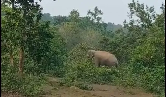 ହାତୀପଲଙ୍କ ଦଳାଚକଟାରେ ବ୍ୟାପକ ଧାନଫସଲ ନଷ୍ଟ,  ଘର ଭାଙ୍ଗିଲେ