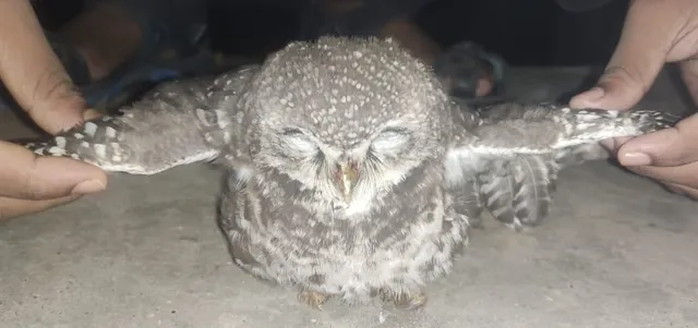 କାଲିମେଳାରୁ ବିରଳ ଧଳା ପେଚା ଠାବ