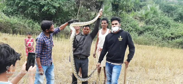 ବଡ଼ଗାଁ ଧୁମାଗଡା ଗାଁରେ ଅଜଗର ଉଦ୍ଧାର !