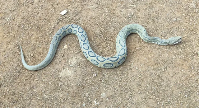 ବିରଳ ଚନ୍ଦନବୋଡ଼ା ଉଦ୍ଧାର