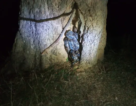 ୭ ଫୁଟ ଲମ୍ବ ଅଜଗର ଉଦ୍ଧାର