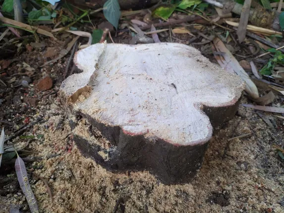 ବନପାଳଙ୍କ କାର୍ଯ୍ୟାଳୟ ପରିସରରୁ ଚନ୍ଦନ ଗଛ ଚୋରି 